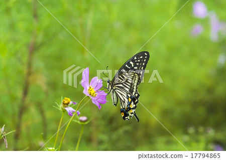 Cosmos and swallowtail butterfly 17794865