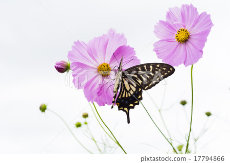 Cosmos and swallowtail butterfly 17794866