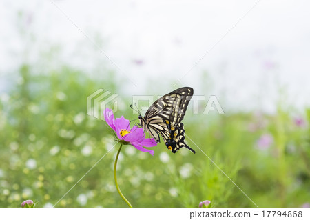 波斯菊和燕尾蝴蝶 波斯菊和燕尾蝴蝶 17794868