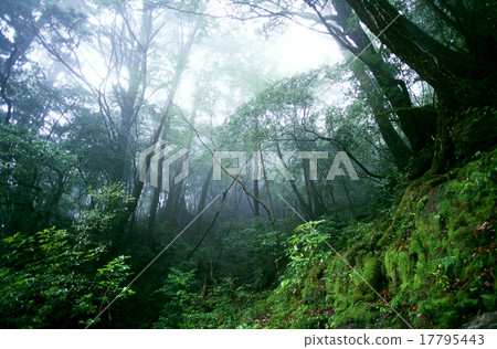 Morning mist forest Shiratani cloud water gorge Yakushima Morning mist forest Shiratani cloud water gorge Yakushima 17795443