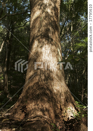 Big tree  17795610