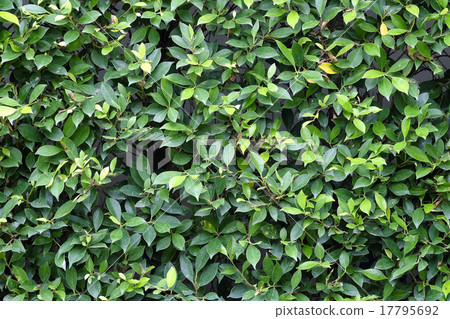 Green leaves texture plane perpendicular shooting Green leaves texture plane perpendicular shooting 17795692
