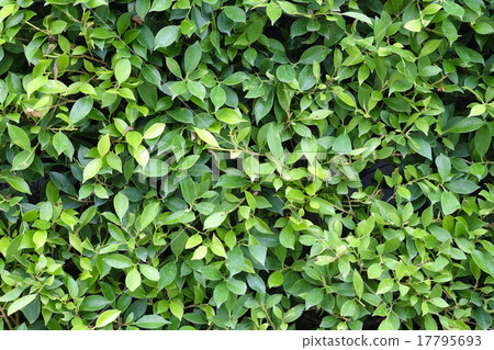 Green leaves texture plane perpendicular shooting Green leaves texture plane perpendicular shooting 17795693