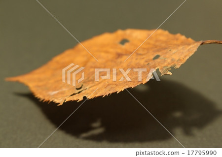 枯葉 17795990