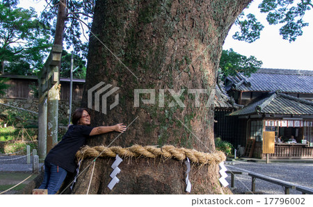 Inquirer Shrine of Hachimangu Shrine Inquirer Shrine of Hachimangu Shrine 17796002