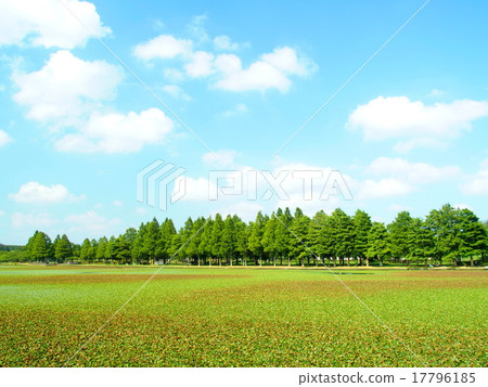 用水草和森林風景蓋的池塘 17796185