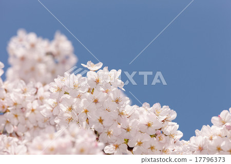 Cherry blossoms in full bloom Cherry blossoms in full bloom 17796373