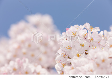Cherry blossoms in full bloom Cherry blossoms in full bloom 17796374