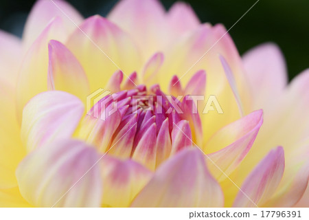 Dahlia Dahlia 17796391