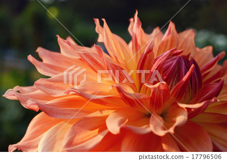 大麗花 大麗花 17796506