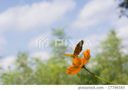 Male of Kibana cosmos and Zuma globus Male of Kibana cosmos and Zuma globus 17796565