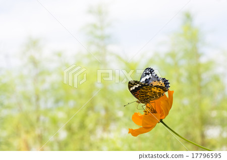 Female of Kivana cosmos and Zuma giuna Female of Kivana cosmos and Zuma giuna 17796595