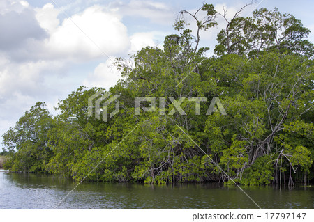 Tropical thickets mangrove forest on the Black riv Tropical thickets mangrove forest on the Black riv 17797147