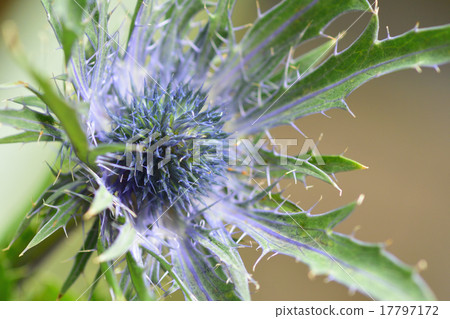 Erinja Vega macro picture Erinja Vega macro picture 17797172