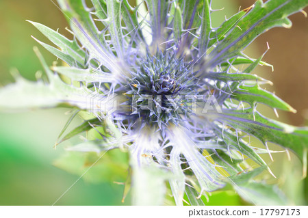 Elinjem Vega Constellation Name Flower 17797173