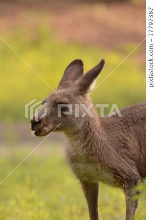 東部灰色袋鼠 17797367