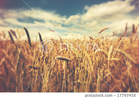 sunny wheat field sunny wheat field 17797458