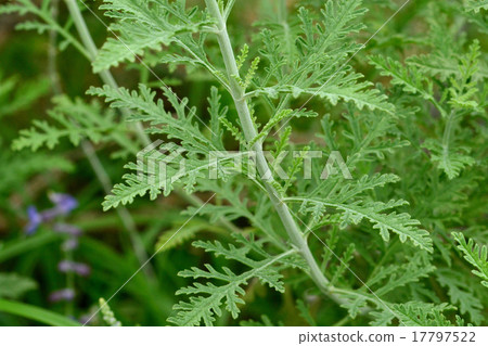 Russian Sage Russian Sage 17797522