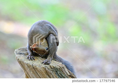 Peep peep Peep peep 17797546