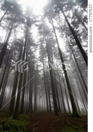 conifer forest in fog conifer forest in fog 17797627