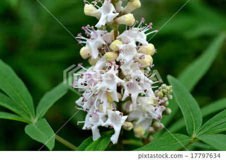 White carrots White flower 17797634