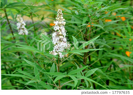 White carrots White flower 17797635