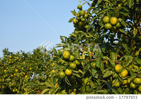 Saikai溫州桔子的藍色切口 17797855