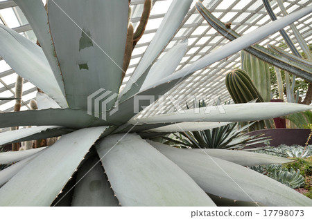 Close up of huge agave plants Close up of huge agave plants 17798073