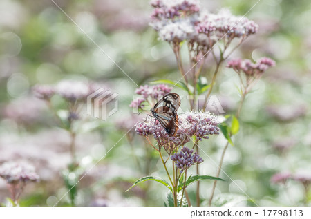 Asagi madara 17798113