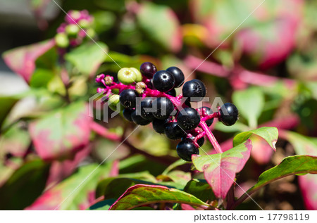 山區鄉房 山區鄉房 17798119