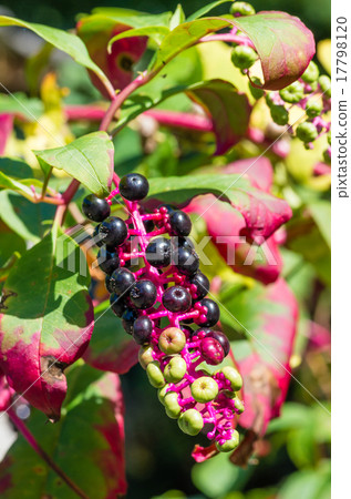 山區鄉房 山區鄉房 17798120