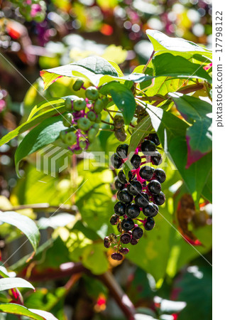 山區鄉房 17798122