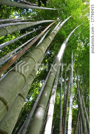 Bamboo Bamboo 17798455