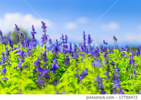 Blue salvia 17798472