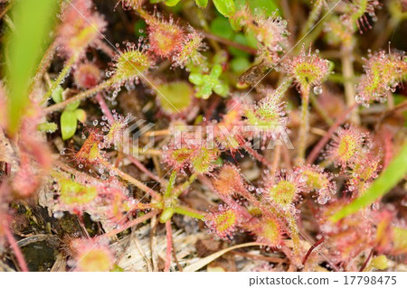 威爾士洋蔥 17798475