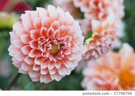 美麗的大麗花 美麗的大麗花 17798799