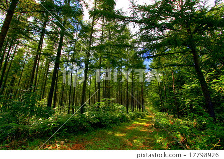 Larch forest 17798926