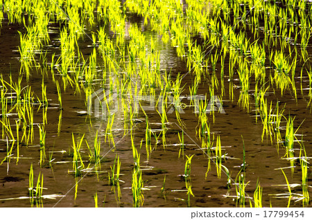 Scenery of rice terraces in Oidani, Shimane Scenery of rice terraces in Oidani, Shimane 17799454