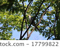 Tutri 17799822