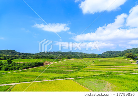 能登半島大田波稻田 17799856