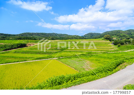 能登半島大田波稻田 17799857