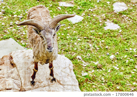 Animal Blue sheep. 17800646