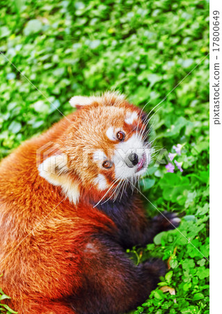 Cute Red Panda. 17800649