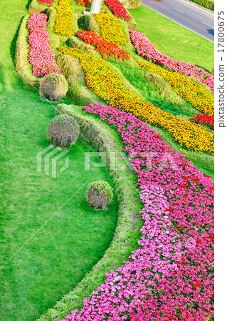 Abstract background of flowers (petunia ). 17800675
