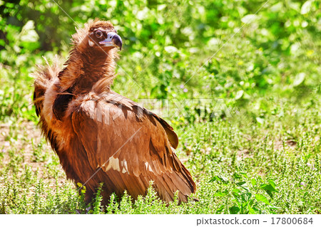 Himalayan Griffon in wild nature. 17800684