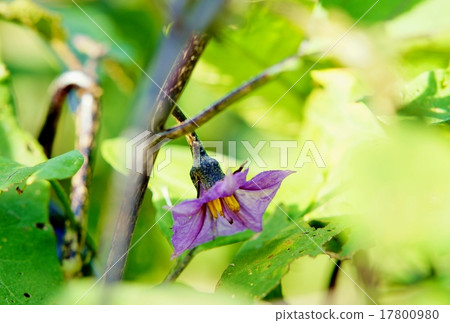 茄子花 17800980