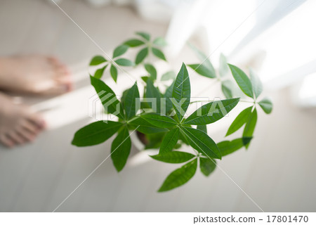 Accessories Accessories 17801470