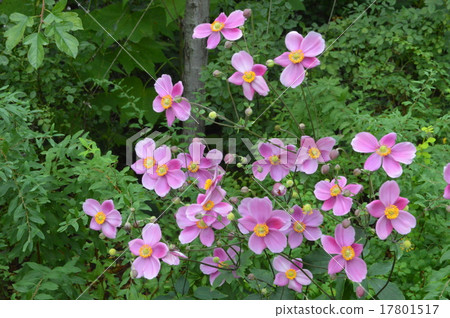 打破碗花花 17801517