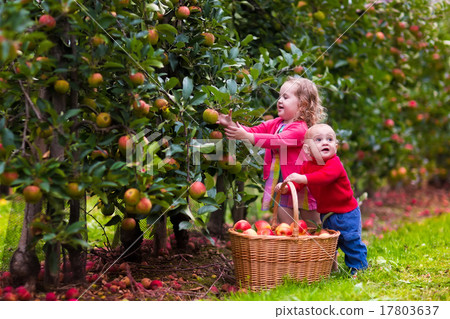 Kids picking apples from tree Kids picking apples from tree 17803637