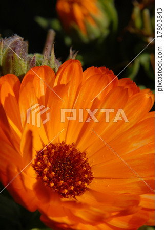 Orange flower. Macro shot 17803843
